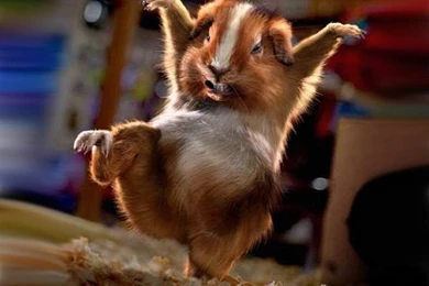 Funny Animal Wallpapers For Android @BGFU71 * WallpaperAS