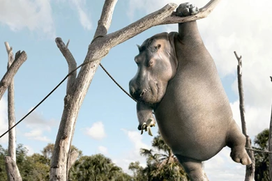 Funny Animal Wallpapers 1920×1200 Wallpaper. Animals Funny ...