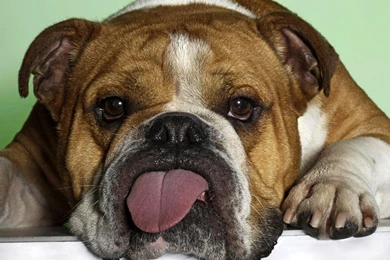 Funny Animals HD Wallpapers.