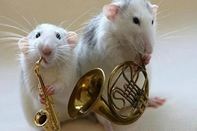 Funny Animals Wallpapers:Computer Wallpapers