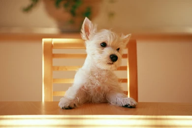 Funny Animal Wallpapers Full HD