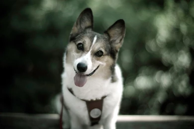 Funny, Animal, Top, Hd, Funny, Dog, Wide, High, Resolution ...