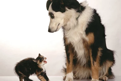 Funny Animal Wallpapers For Android