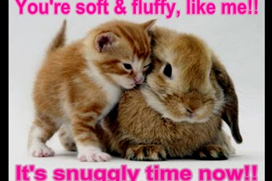 Funny Wallpapers Sayings