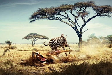 Zebra Is Killing The Lion Amazing Strange Unique HD Wallpapers For ...