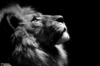 Wallpapers Mac Os X Lion Profile Photo Animal National Geographic ...