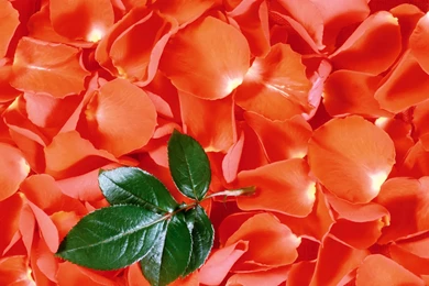 Wallpapers Symbol Most Beautiful Hd Flowers 1920x1200