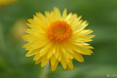 Most Beautiful Flowers Photos   Wallpapers HD Wide