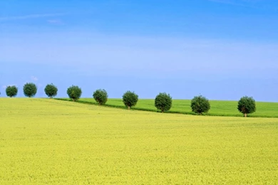 PC Wallpapers   Free Trees Desktop Wallpaper Backgrounds