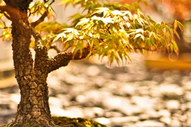 Bonsai Tree HD Wallpapers. 4K Wallpapers