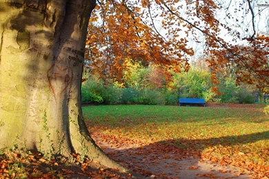 Autumn Tree Wallpapers