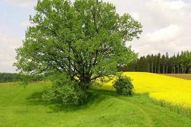 Wallpaper, Graphic, And Vector: Tree Wallpapers