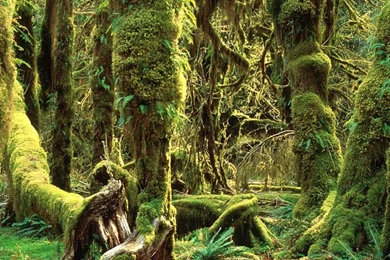 Beautiful Desktop Backgrounds Tree Wallpapers Free Download ...