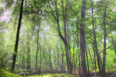 Natural Tree Desktop Image