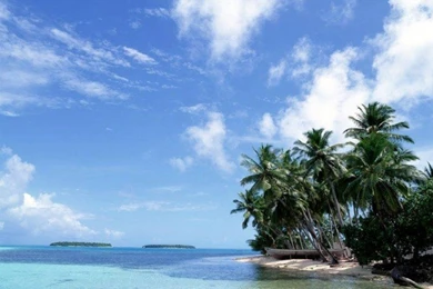 Desktop Wallpapers » Natural Backgrounds » Beach, Coconut Tree ...