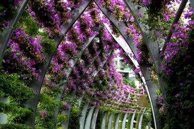 Latest Beautiful Natural Tree Wallpapers And Screensaver 2012 ...