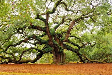 Natural Trees In Forest HD Wallpapers   Zibrato