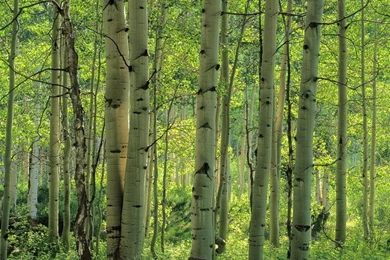 Birch Tree Mural   Wallpapers Mural Ideas   13586