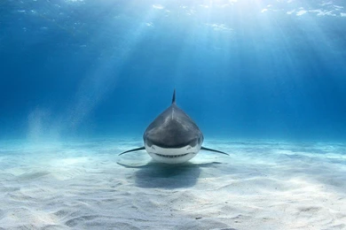 Tiger Shark Looking At You Photo And Wallpaper. Cute Tiger Shark ...