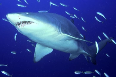25 Tiger Shark Pictures And HD Wallpapers