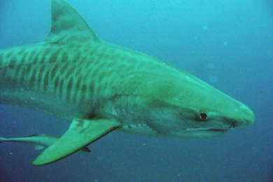 High Quality Tiger Shark Wallpapers