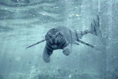 Tiger Shark Picture 3d Hd Pictures.