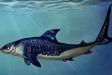 Tiger Sharks Drawings   Wallpaper.