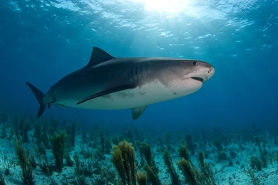 14 Quality Sand Tiger Shark Wallpapers, Animals