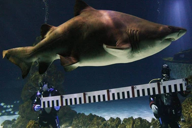 Sand Shark Measurement Wallpapers Wallpapers