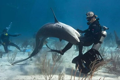 The Most Dangerous Species Of Sharks, The Most Dangerous Sharks To ...