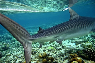 Tiger Sharks In The Dark: The Scariest Night Dive I've Ever Had ...