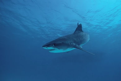 Tiger Shark Wallpapers Pictures On Animal Picture Society