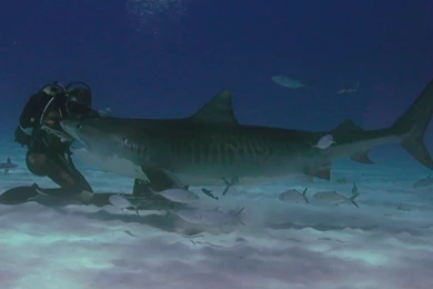 Video Clips Stock Footage Videos: Tiger Sharks, Video Stock ...