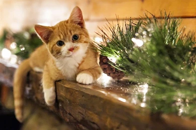 Christmas Cat Wallpapers
