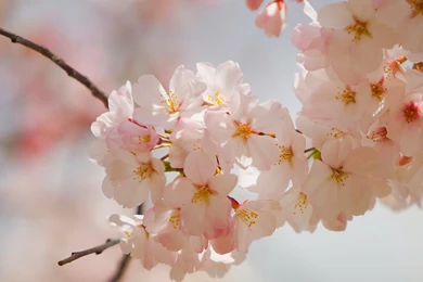 Pressed Flower Delights: Flower Wallpapers Tumblr