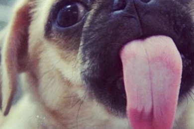 Cute Dog Licking Screen!!lol