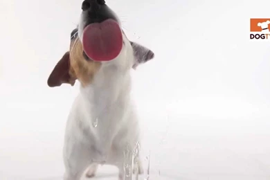 Magic Screensavers Blog: Puppy Licking Screen Screensaver