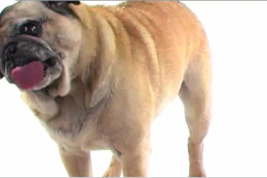 dog licking screen wallpapers wallpapers