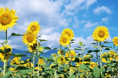 Wallpapers Desktop Field Sunflower Flower Hd Wallpapers 1920x1200 Px ...