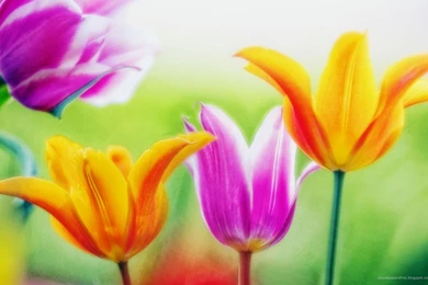 Wallpapers For Desktop Hd Flowers
