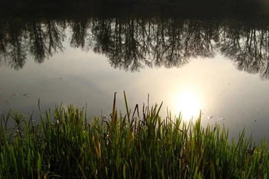 Desktop Wallpapers · Gallery · Nature · Forest Pond Pictures ...