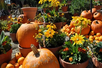 Wallpapers For Cell Phone Free Download 36499 HD Wallpapers ...