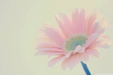 Its A Girl HD Desktop Wallpapers : Widescreen : High Definition ...