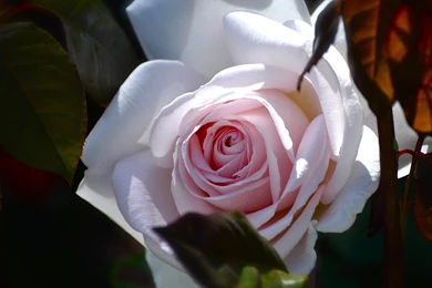 Flower Wallpapers For A Girl