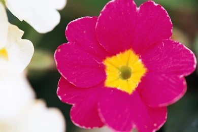 Bright Pink Flowers Wallpapers