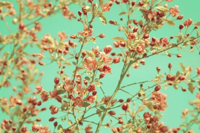 Etsy Wallpapers   Wallpapers Zone