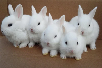 Cute Baby Rabbits Iphone Wallpapers 9874   Amazing Wallpaperz