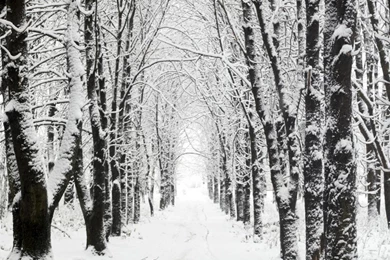 WINTER WONDERLAND WALLPAPER   (