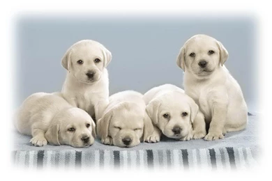 Cute Dog Wallpapers For Desktop Dowload Cute Dog Wallpapers Dowload ...
