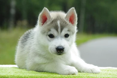 Cute Dog Wallpapers